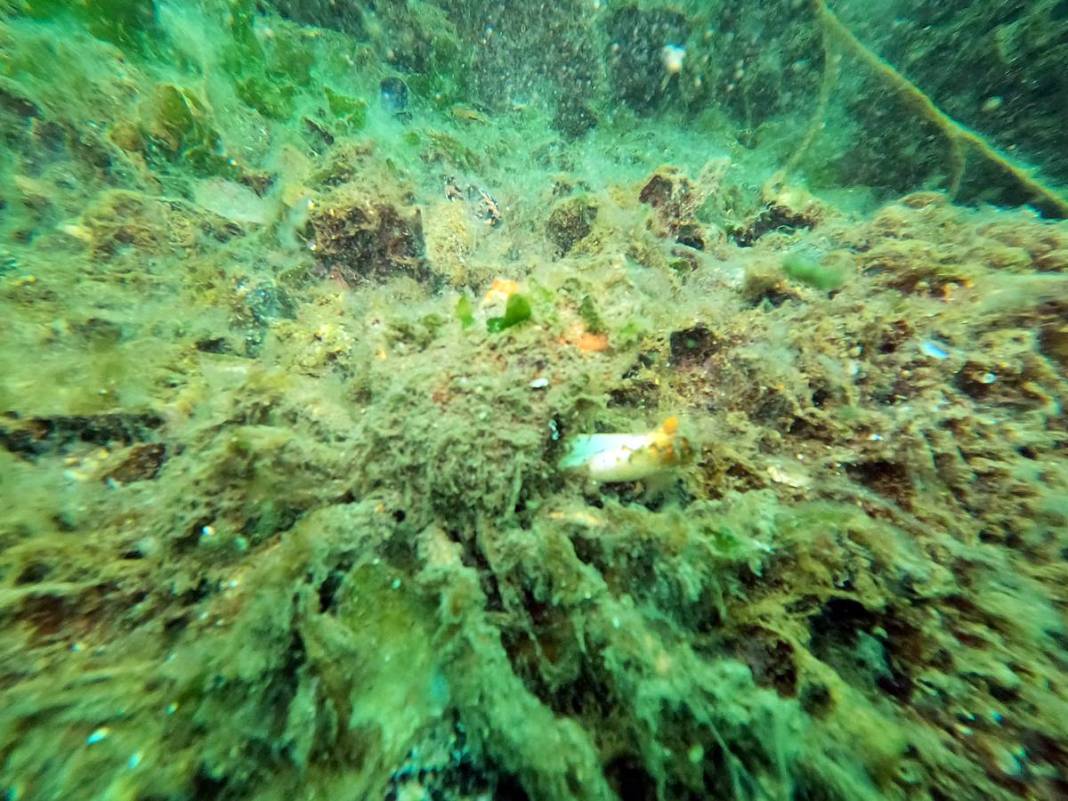 Müsilajla mücadele etmeleri için o bölgeye öbek öbek yerleştiriliyor! Bakanlık, sanayi, üniversite, TÜBİTAK işbirliği 9